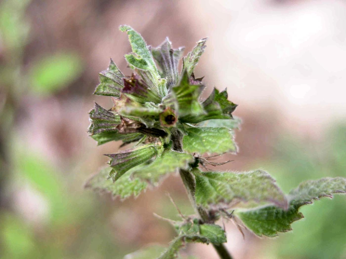 Horehound, Black  fruit